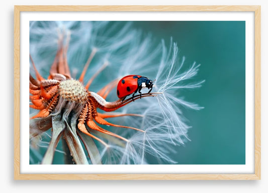 Insects