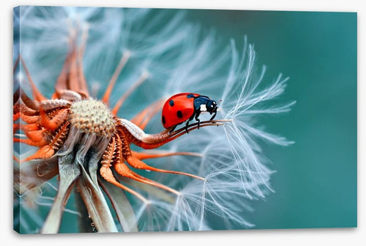 Insects