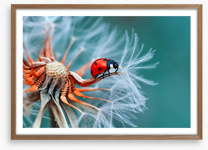 Insects