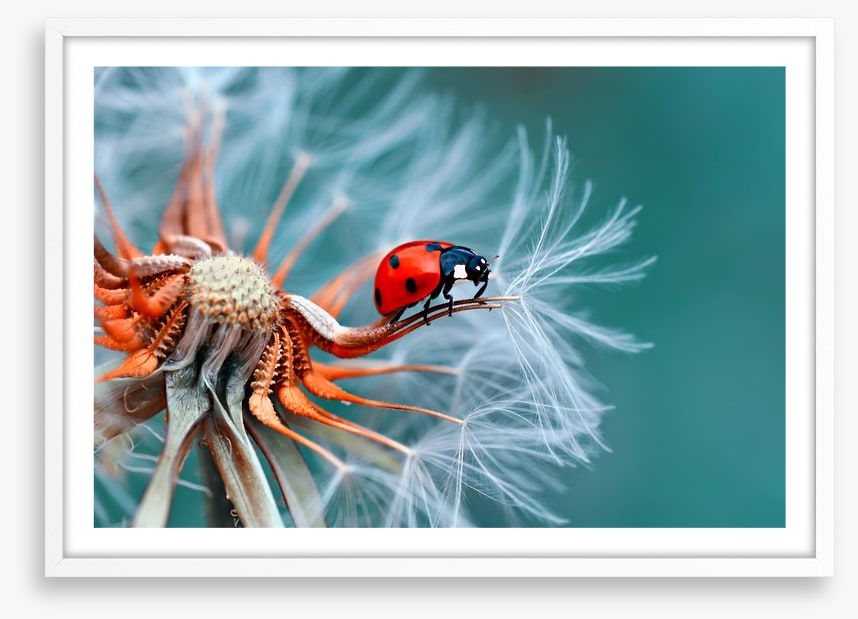 Insects