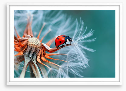 Insects