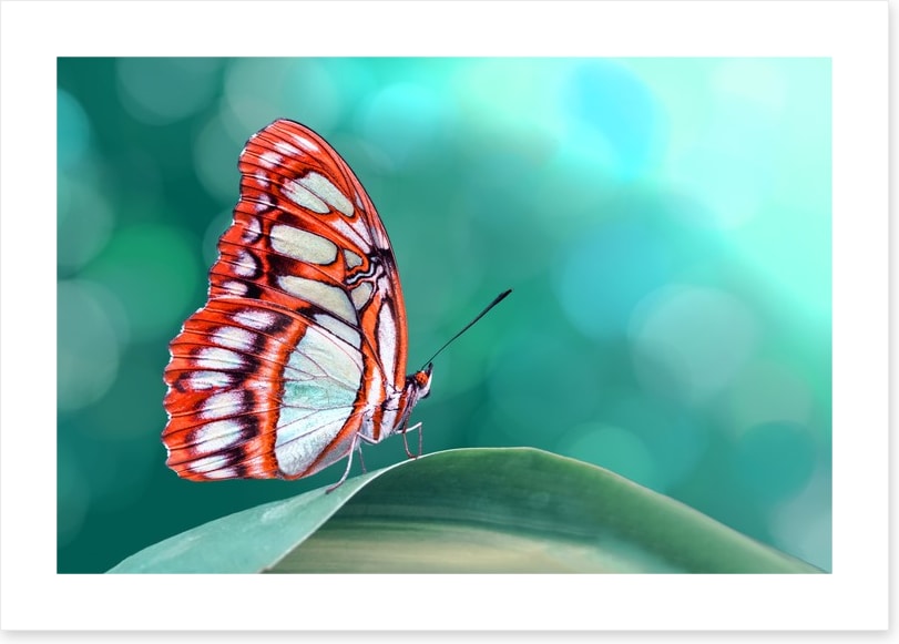 Insects
