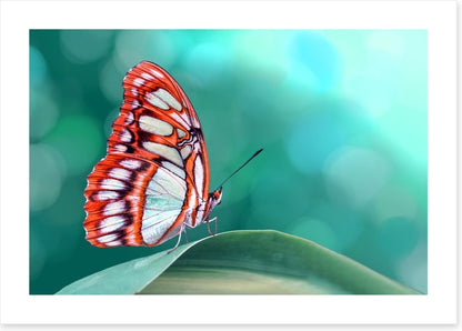Insects