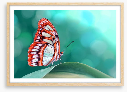 Insects