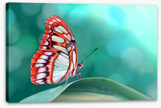 Insects