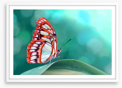 Insects