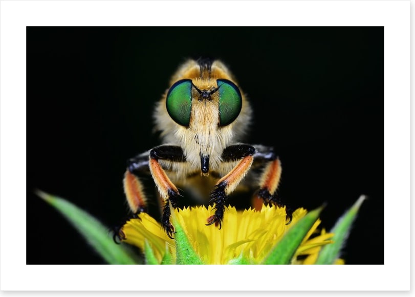 Insects