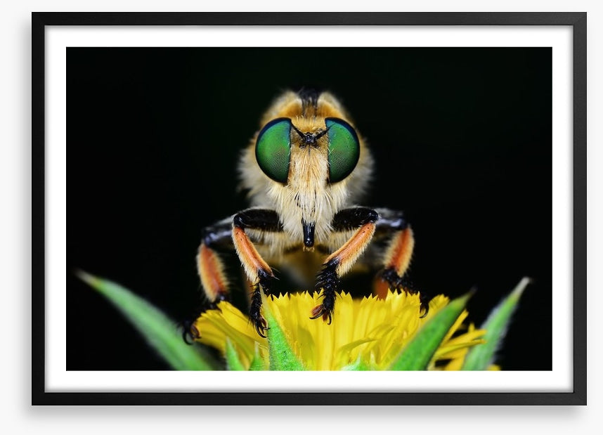 Insects