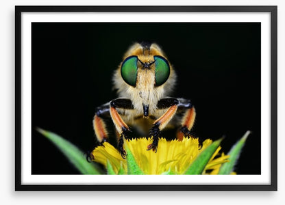 Insects