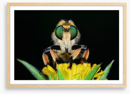 Insects