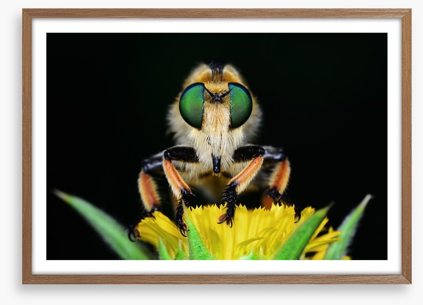 Insects