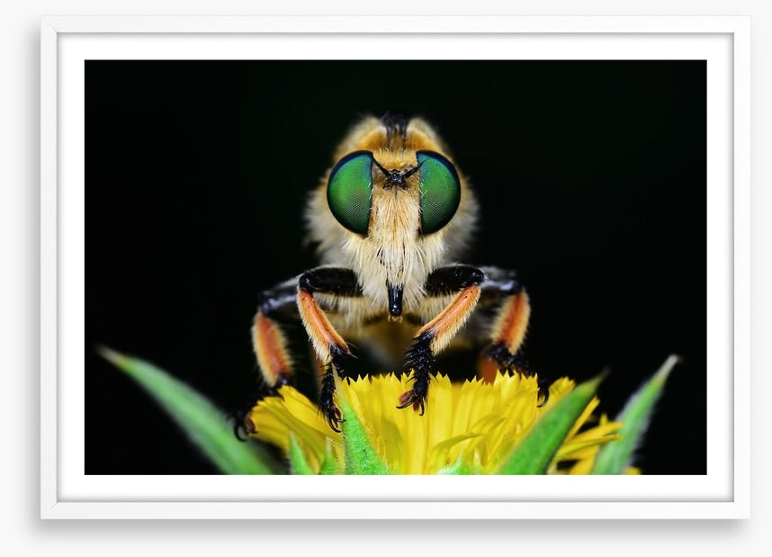 Insects