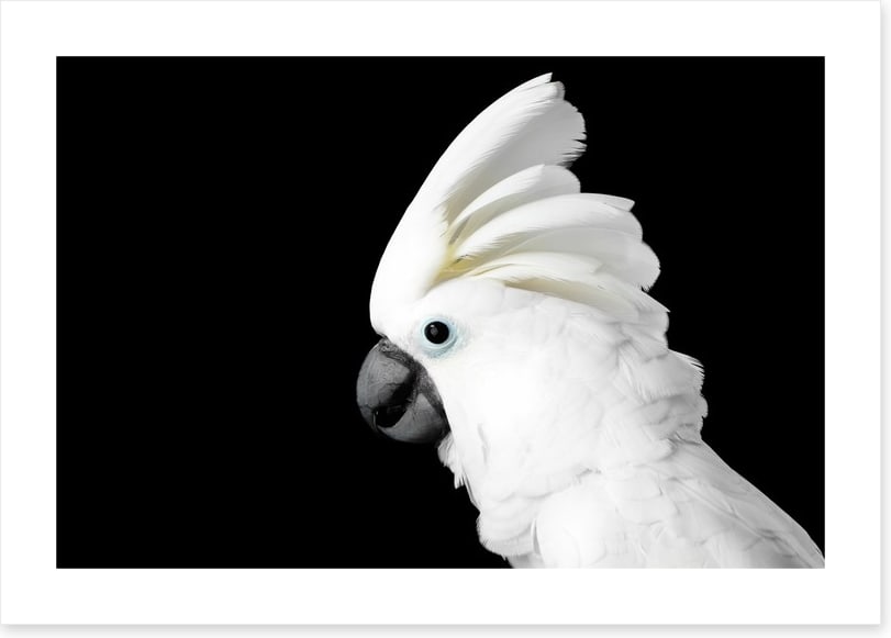 The Godfeather