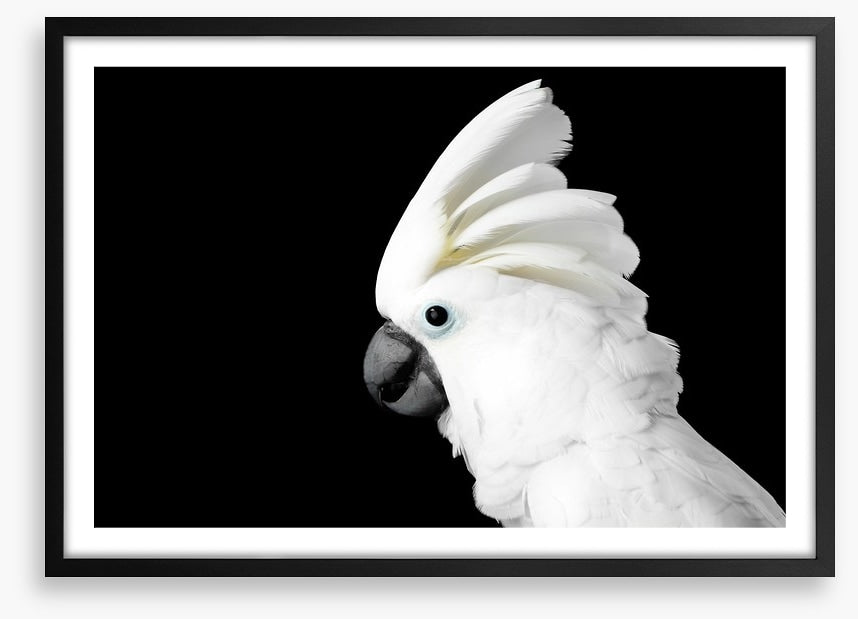 The Godfeather