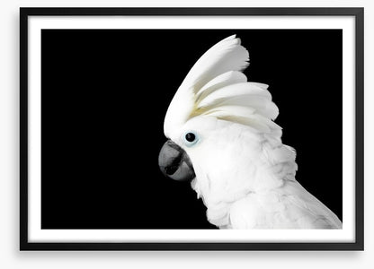 The Godfeather