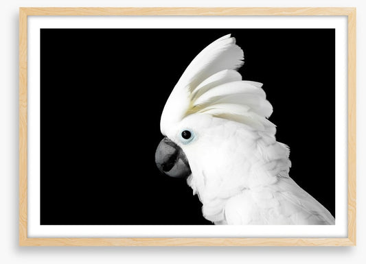 The Godfeather