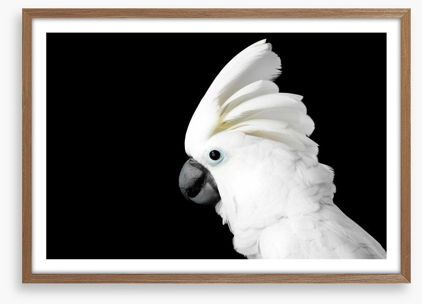 The Godfeather