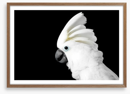 The Godfeather