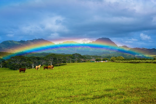Rainbows