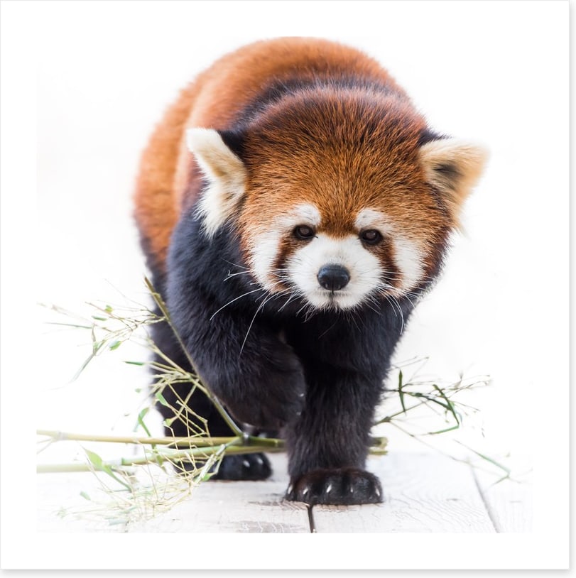 Red panda prowl