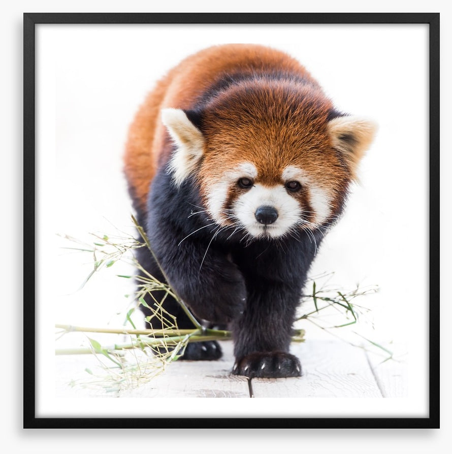 Red panda prowl