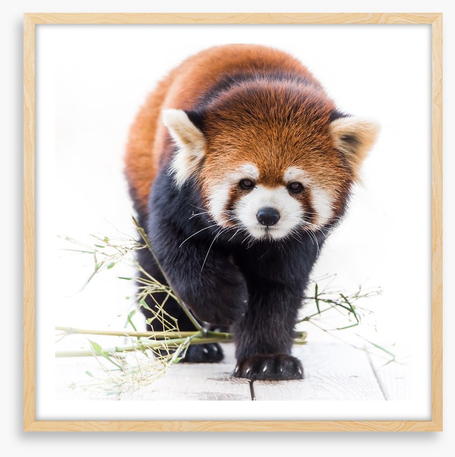Red panda prowl