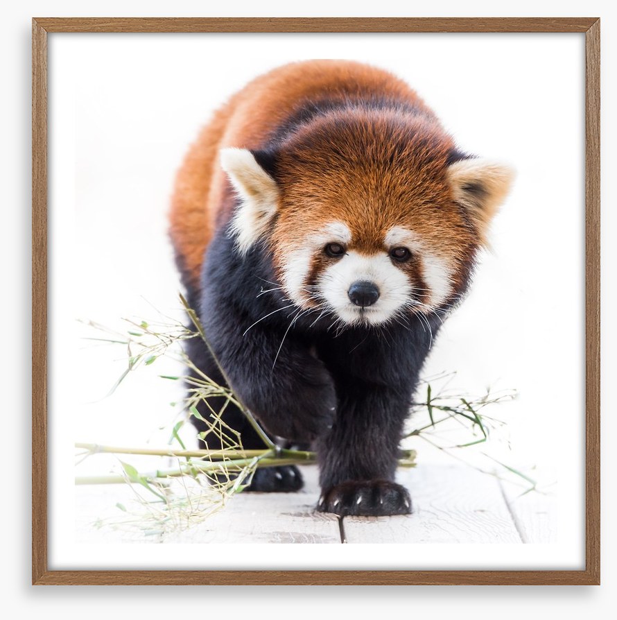 Red panda prowl