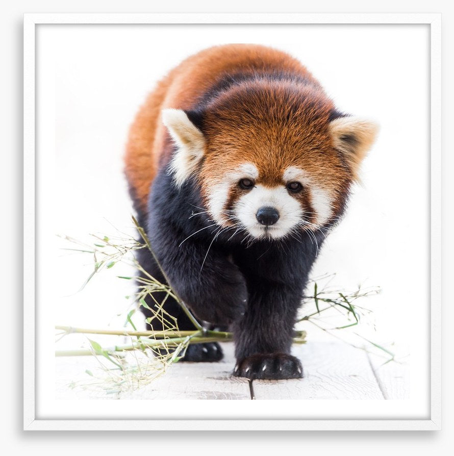 Red panda prowl