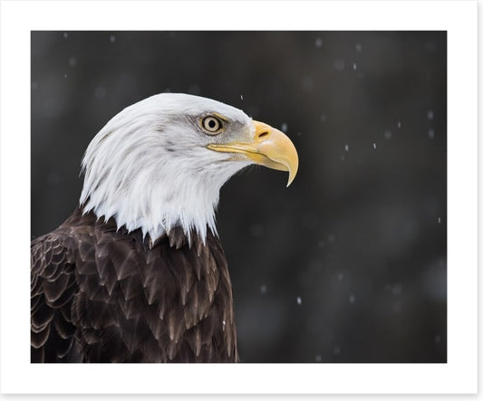 Eagle eyed