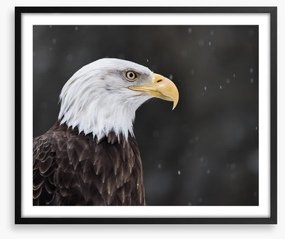 Eagle eyed