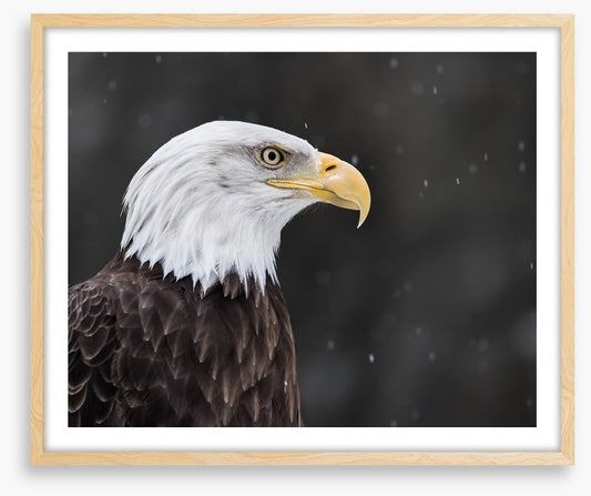 Eagle eyed