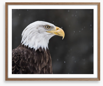 Eagle eyed
