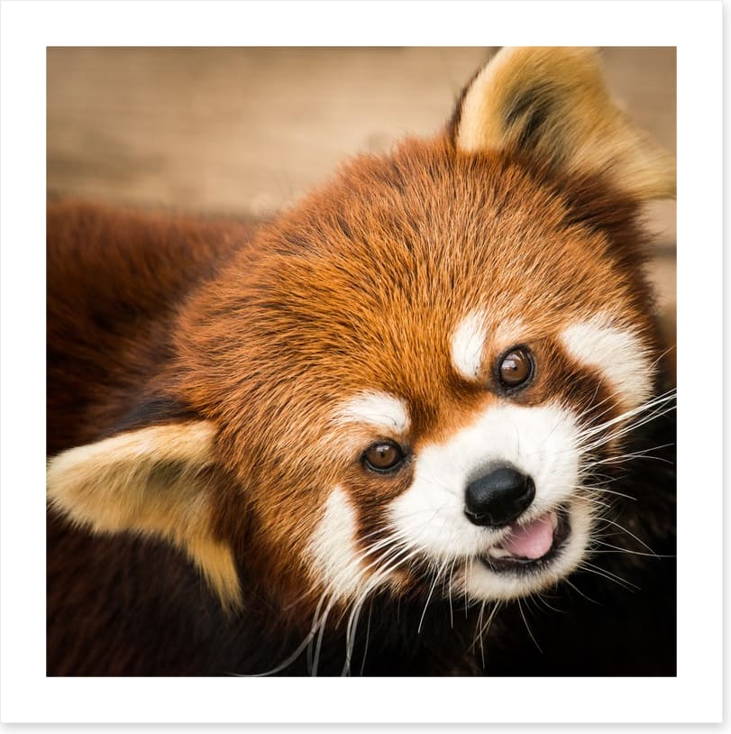 Playful red panda