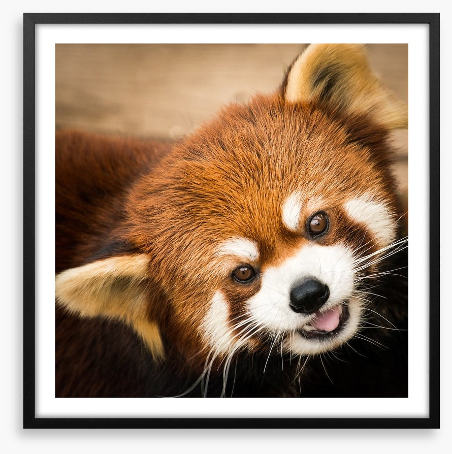 Playful red panda