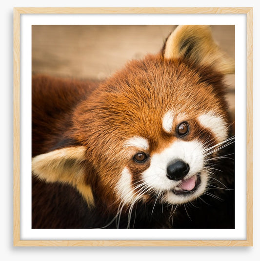 Playful red panda