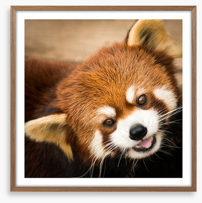 Playful red panda