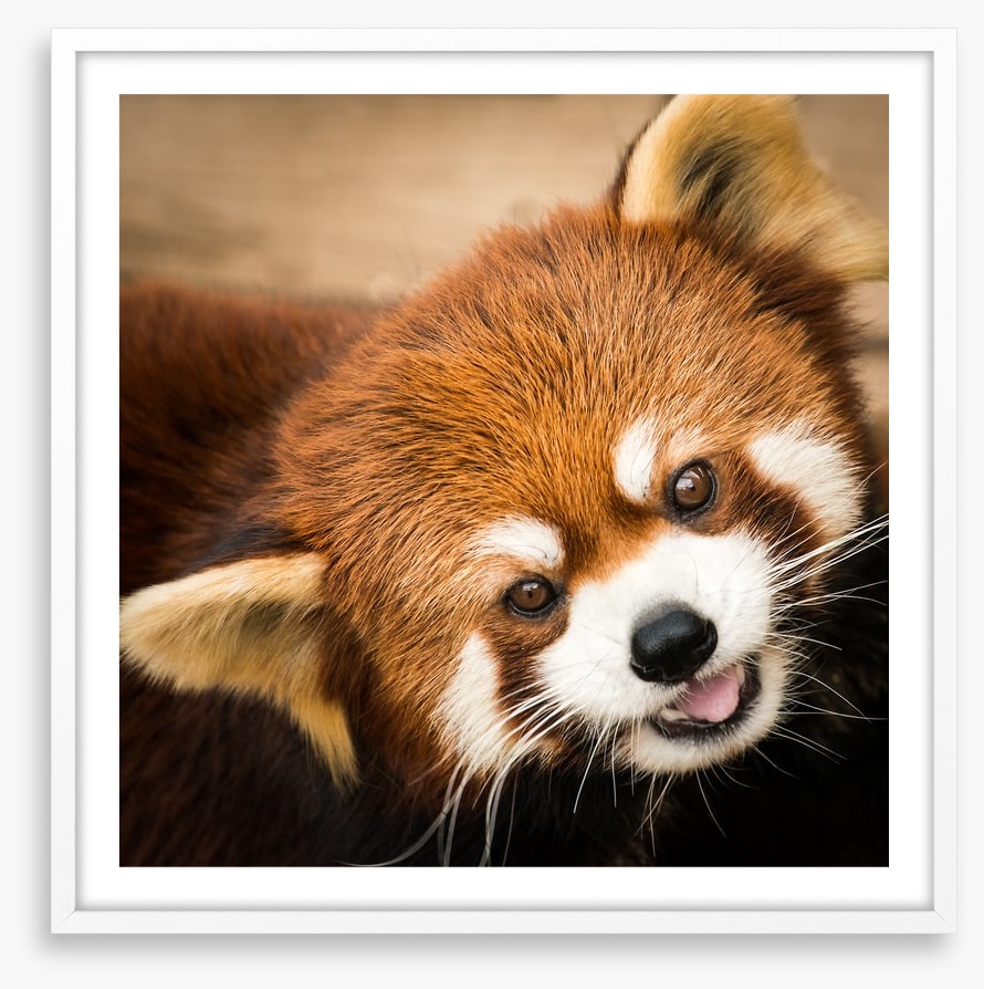 Playful red panda