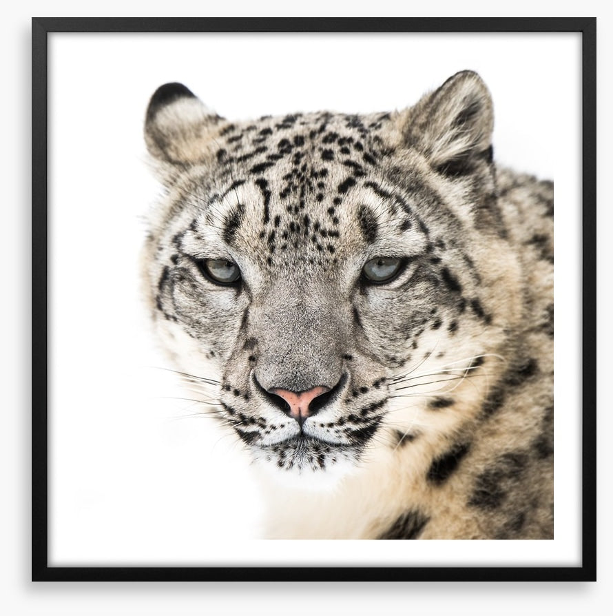 Snow leopard stare
