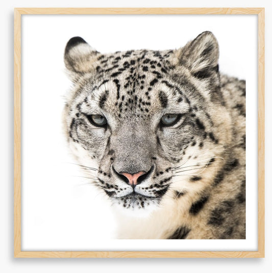 Snow leopard stare