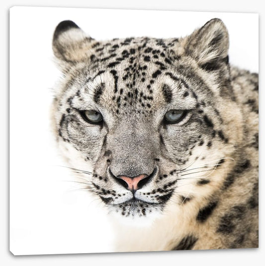 Snow leopard stare