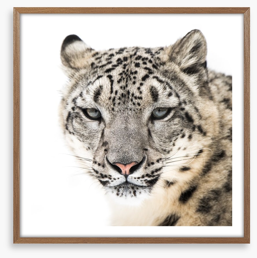Snow leopard stare