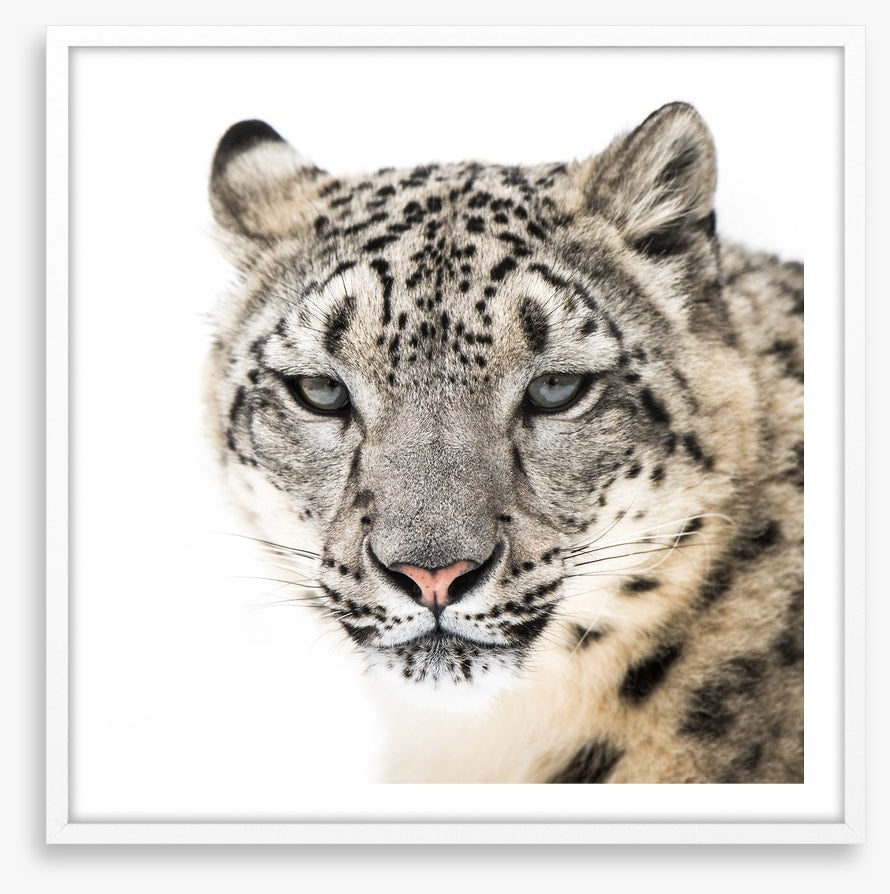 Snow leopard stare