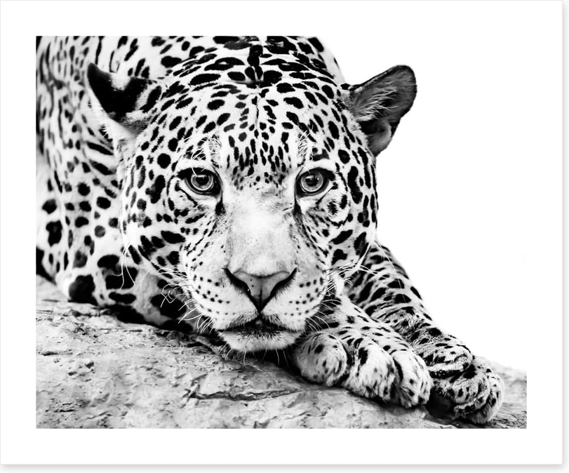 Jaguar on alert