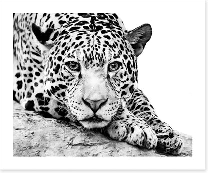 Jaguar on alert