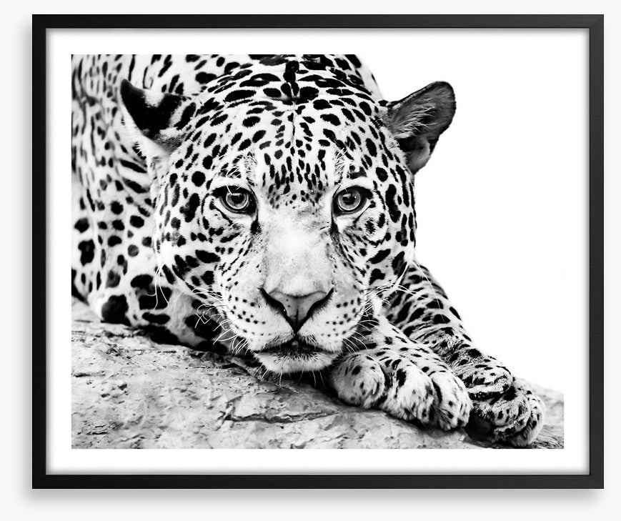 Jaguar on alert
