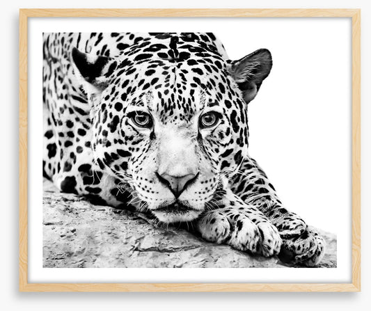 Jaguar on alert