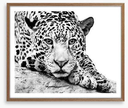 Jaguar on alert