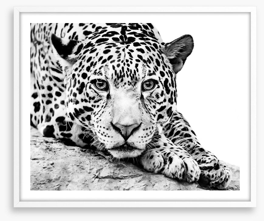 Jaguar on alert