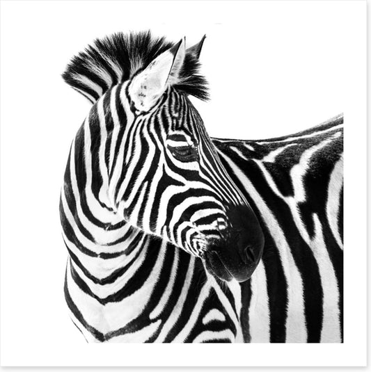 Up close and zebra