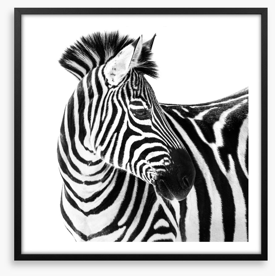 Up close and zebra